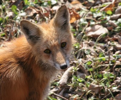Fox