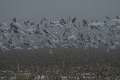 IMG_3254_3.jpg