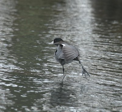 IMG_3445_2.jpg
