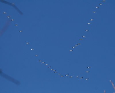 IMG_3603_3.jpg