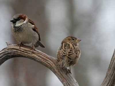 House Sparrow