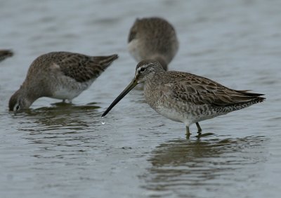 long-billed_dowitcher_