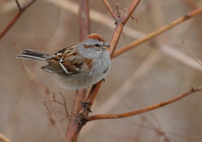 American Tree Sparrow