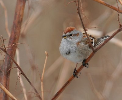 American Tree Sparrow