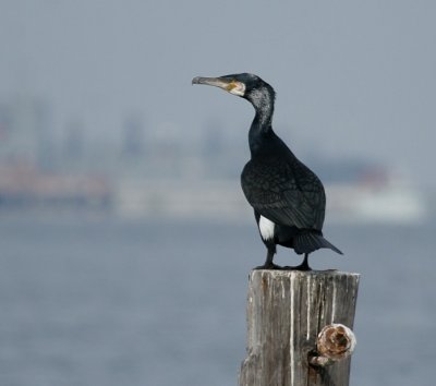 Great Cormorant