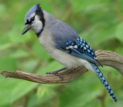 Blue jay