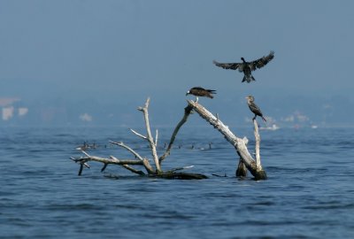 IMG_4130.JPG