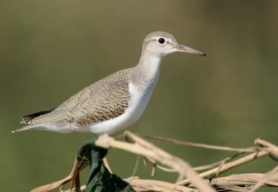 Spotted Sandpiper