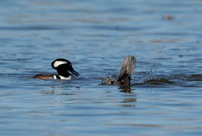 IMG_9038_2.jpg