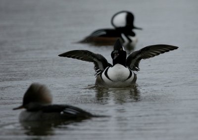 IMG_0229_2.jpg