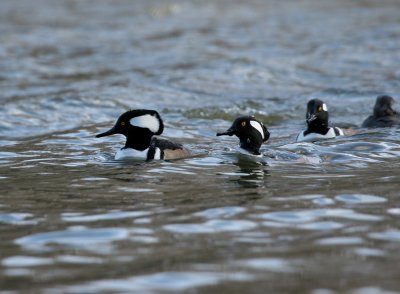 IMG_0498_2.jpg