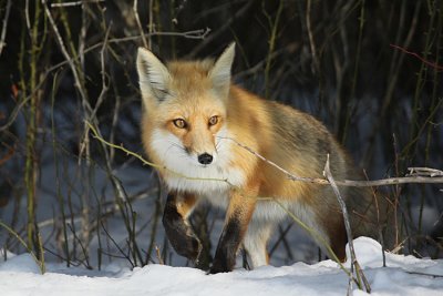IMG_4437_2.jpg