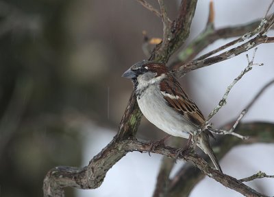 IMG_4749_2.jpg @