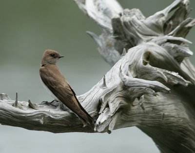 IMG_7535_2.jpg