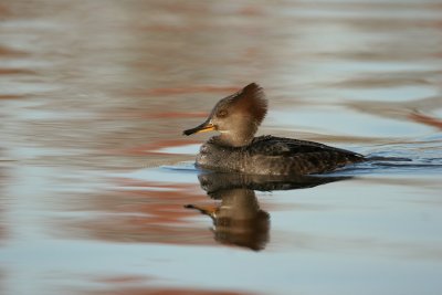 Female Hooded Merganser
