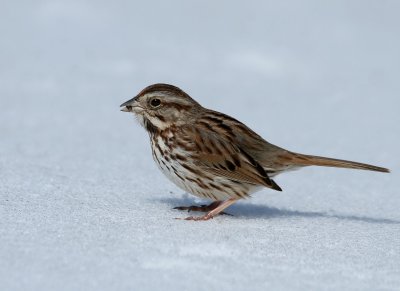 Song Sparrow