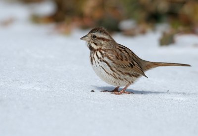 Song Sparrow