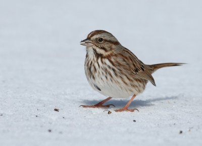 Song Sparrow