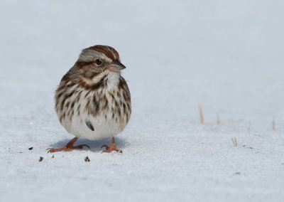 Song Sparrow
