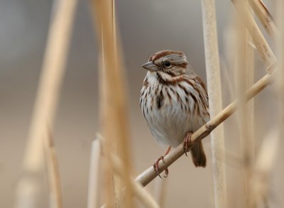 Song Sparrow