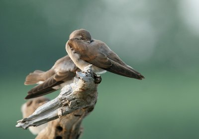 Juvenile Northern Rough-winged Swallow