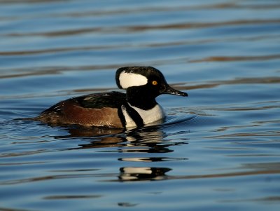 Hooded Merganser
