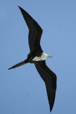 Magnificent Frigatebird