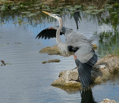 Great Blue heron (FL)