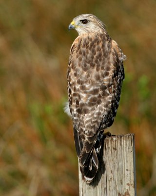 Red-shouldered Hawk(FL)