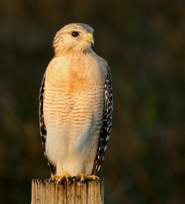 Red-shouldered Hawk(FL)