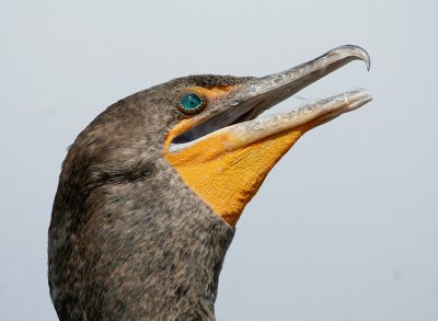 Double crested Cormorant