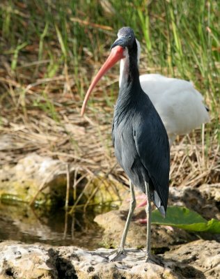 IMG_3035_2.jpg
