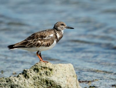 Ruddy Turnstone (Florida)