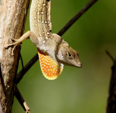 Brown Anole?