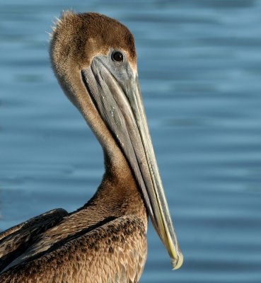 Brown Pelican (FL)