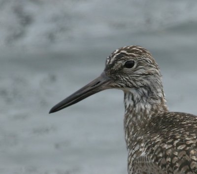 Willet 