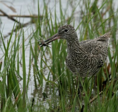 Willet 