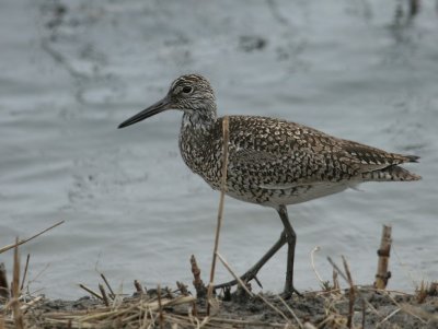 Willet