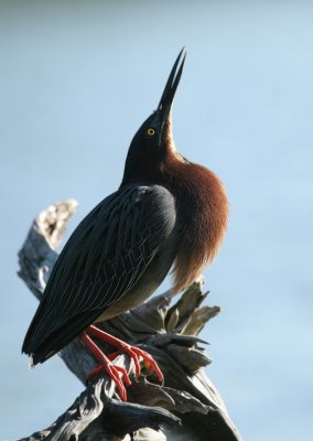 Green Heron