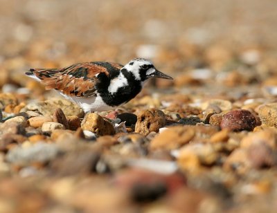 Ruddy Turnstone 