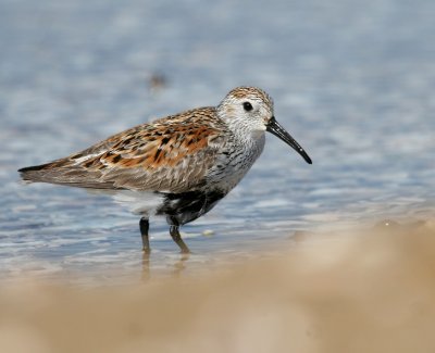 Dunlin