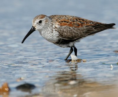 Dunlin