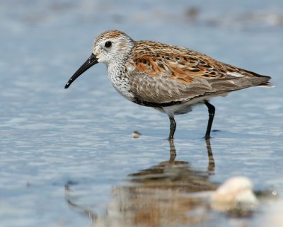 Dunlin