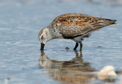 Dunlin