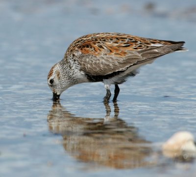 Dunlin