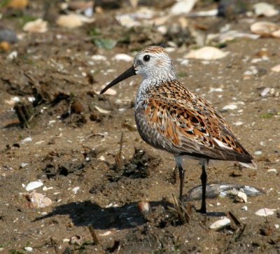 Dunlin