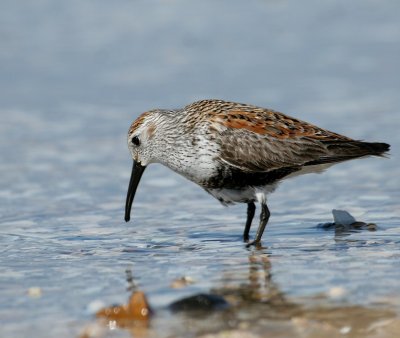 Dunlin