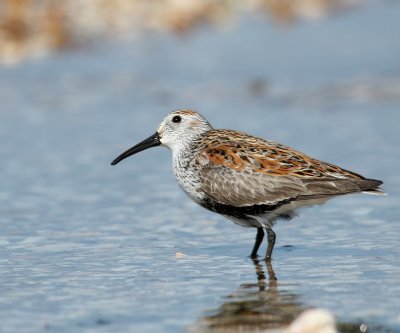 Dunlin