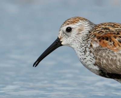 Dunlin