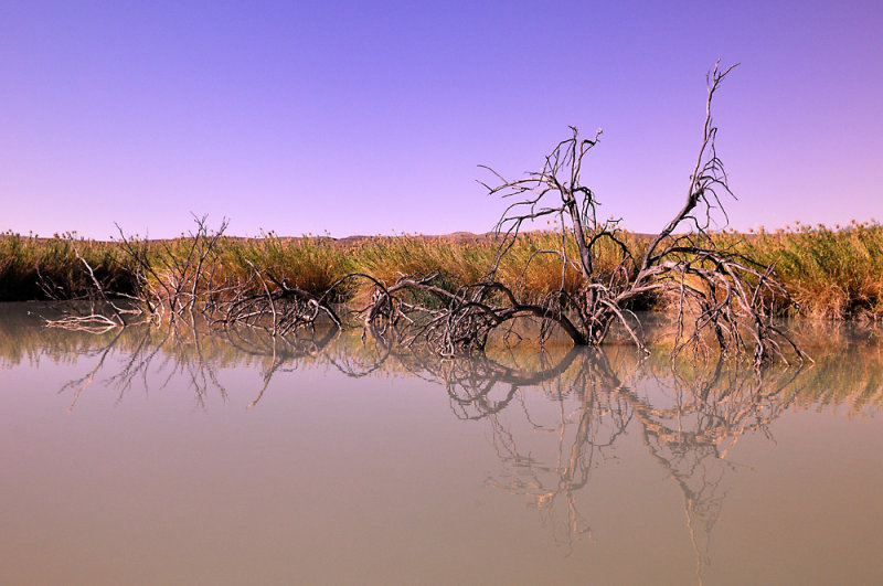 Rio Grande Deadwood